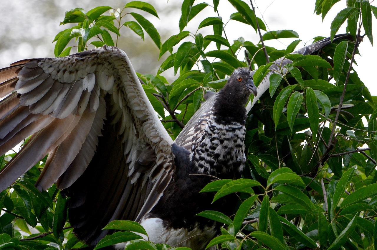 Yaku Amazon Lodge & Expeditions Paraíso Εξωτερικό φωτογραφία