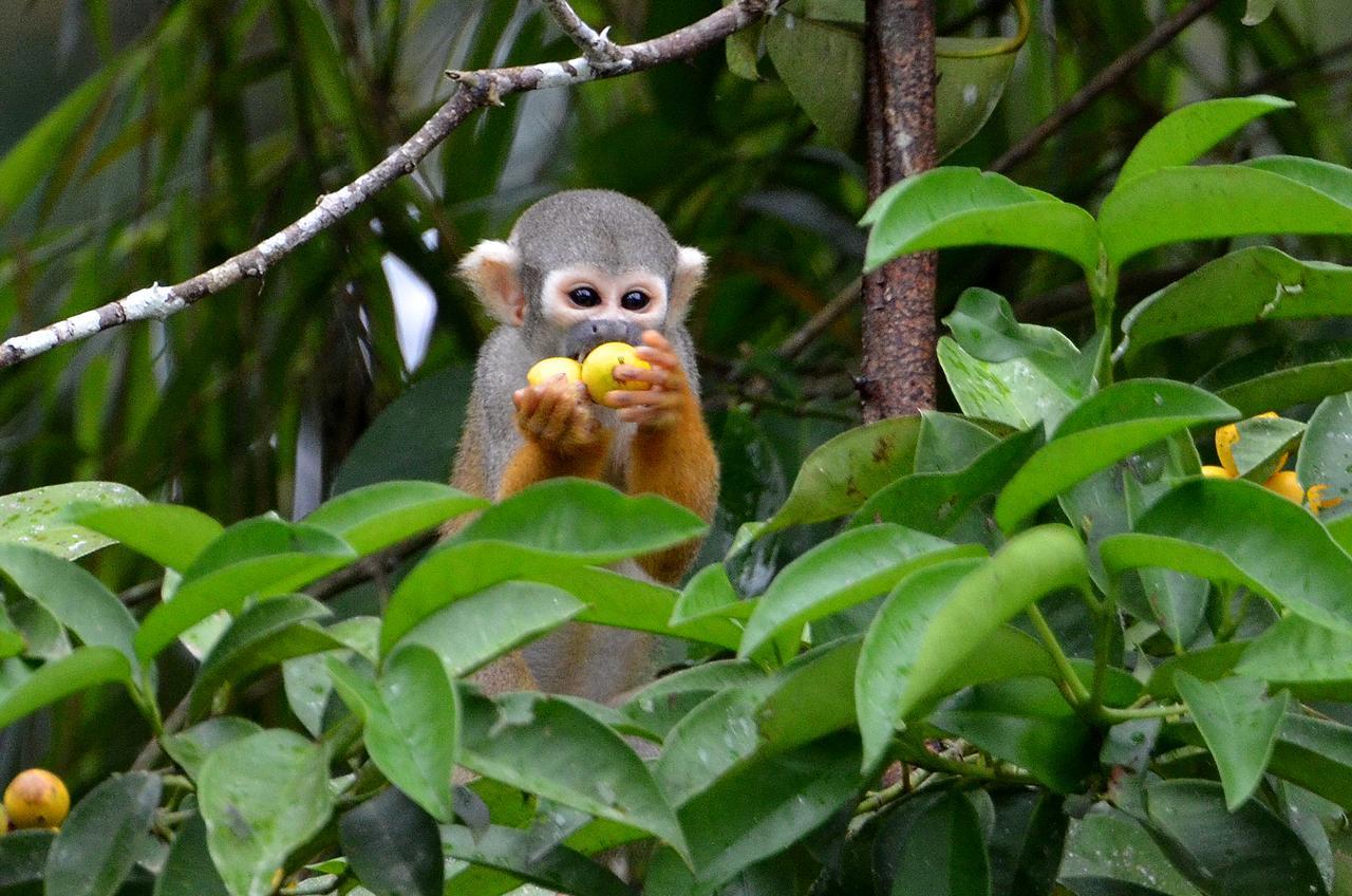 Yaku Amazon Lodge & Expeditions Paraíso Εξωτερικό φωτογραφία